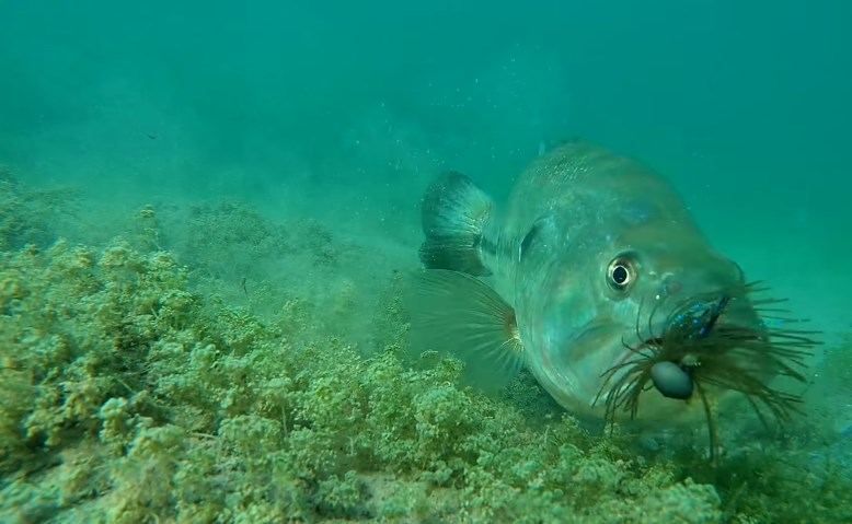 Fish React To Jig Underwater Footage