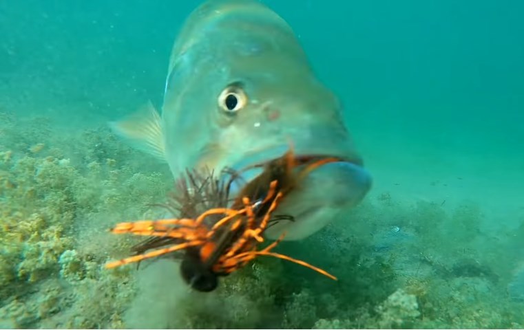 Fish React To Jig Underwater