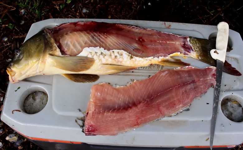 Filleting Carp Fish