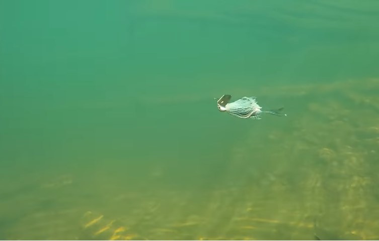 white chatterbait under water