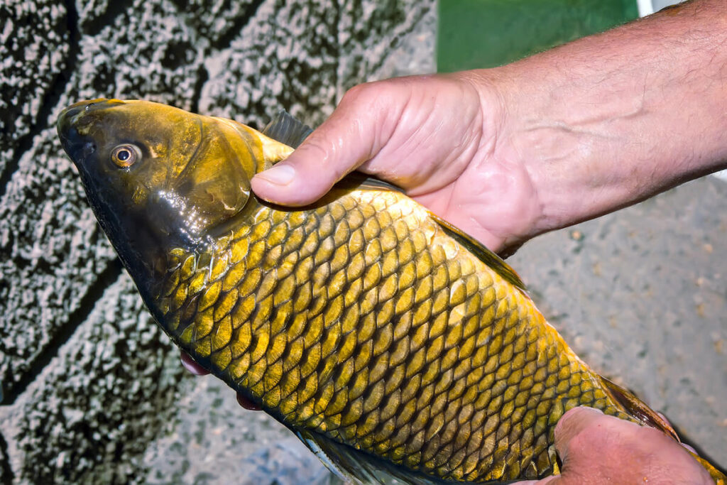 caught fish in man's hands ready for mounting