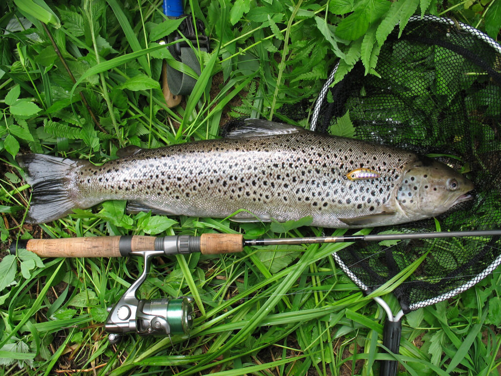 trout fish on riverbank before being released