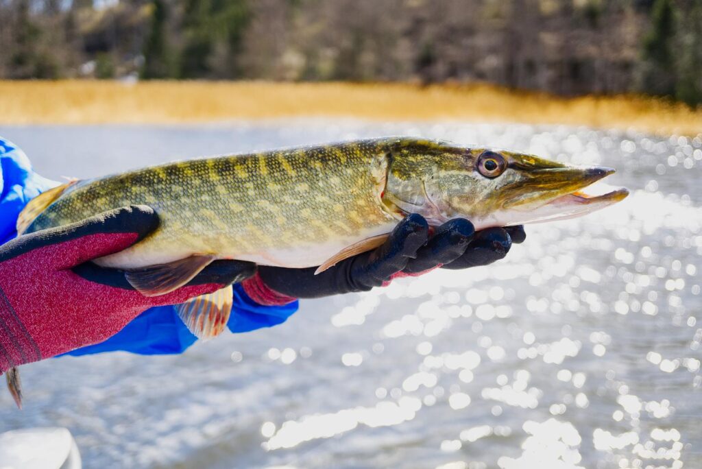 pike fish held with gloves